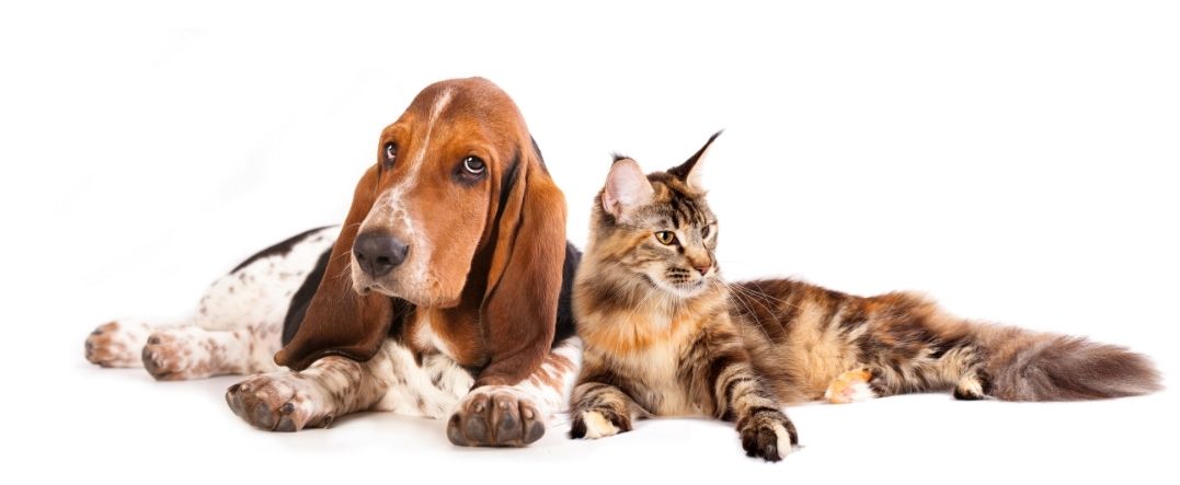 Basset Hound laying against tortoise shell cat on white background