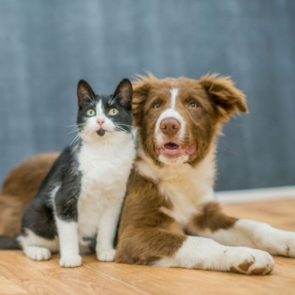 black-white-cat-Australian-shepard