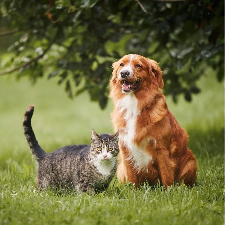 gray-tabby-cat-with-brown-long-haired-dog