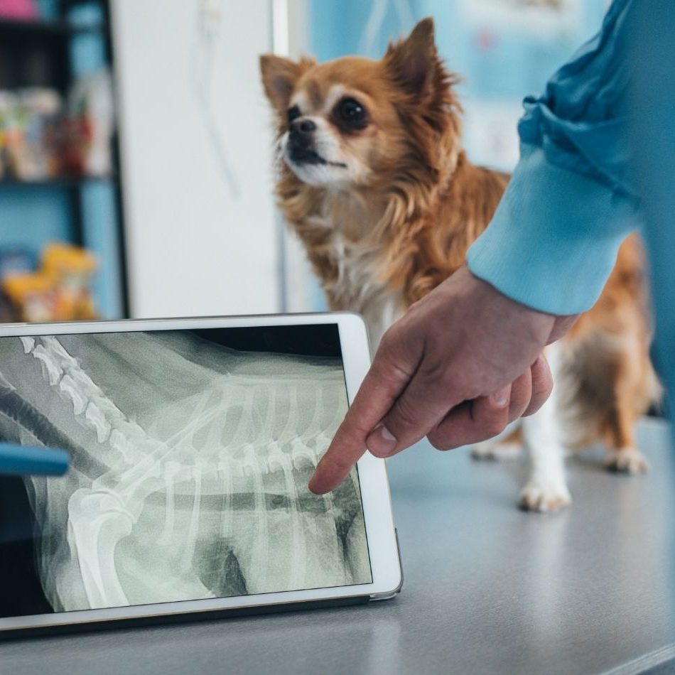 Long haired chihuahua on table next to iPad with X-ray image