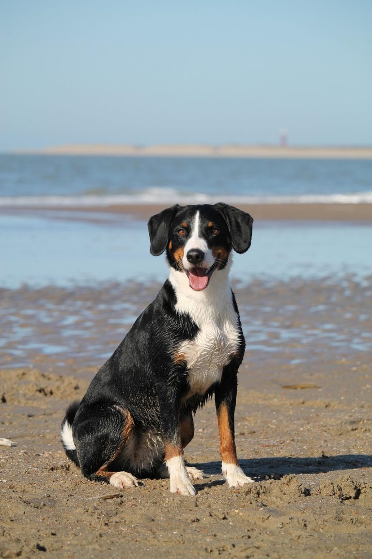 dog-7956828_1280 dog-7956828_1280