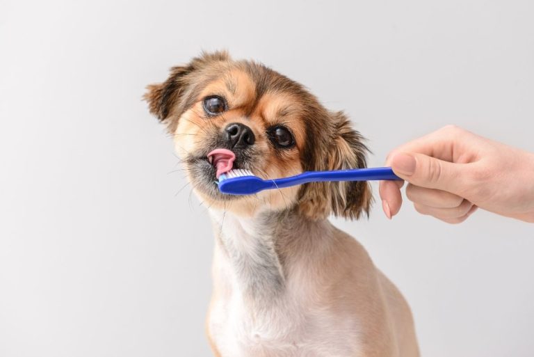 dog-teeth-cleaning